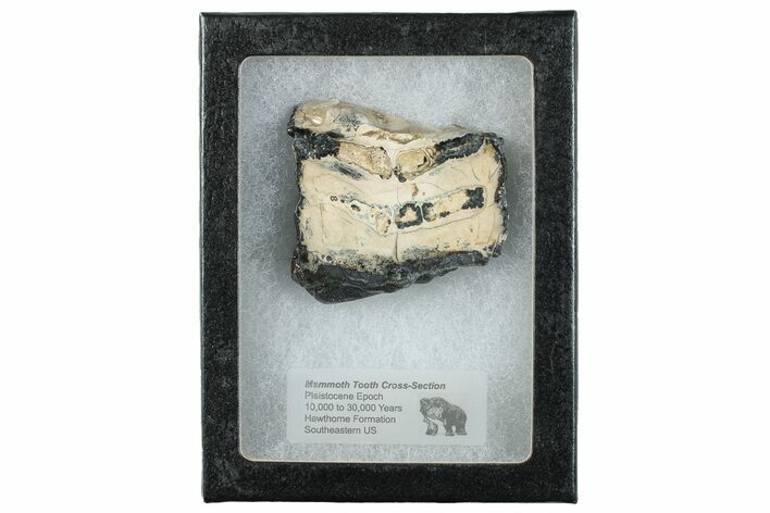 Mammoth Molar Slice With Case - South Carolina #291246